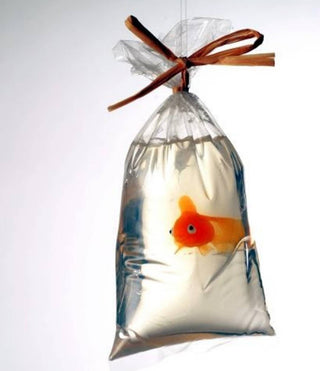 My Pet Fish Soap-12- Accessories & Gifts-Just Bubbly-Styled by Stacked - A Plus Size Women's Boutique in Lakeville, MN